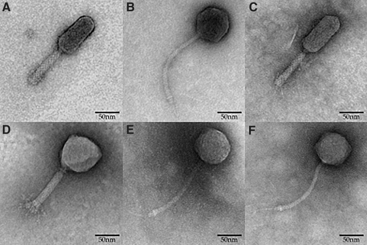 FIG. 6.