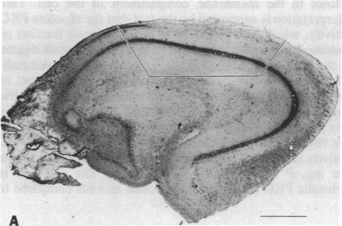 graphic file with name pnas00258-0269-a.jpg