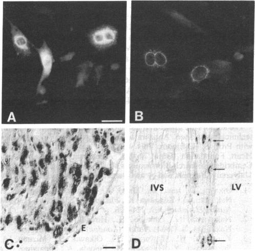 graphic file with name pnas00334-0160-a.jpg