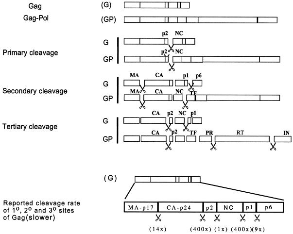 FIG. 1