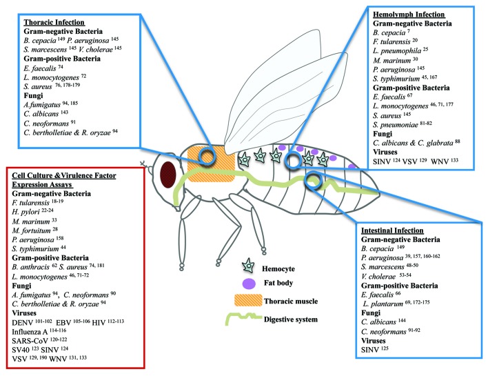 graphic file with name viru-5-253-g1.jpg