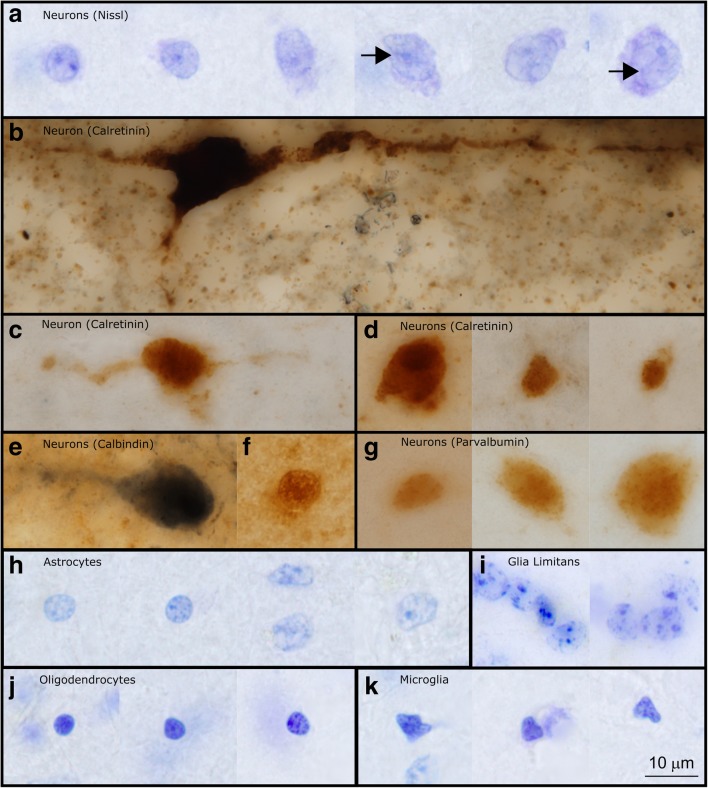 Fig. 8