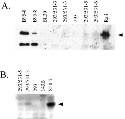 FIG. 7