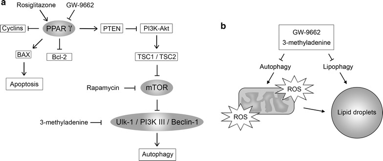 Fig. 6