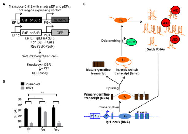 Figure 7