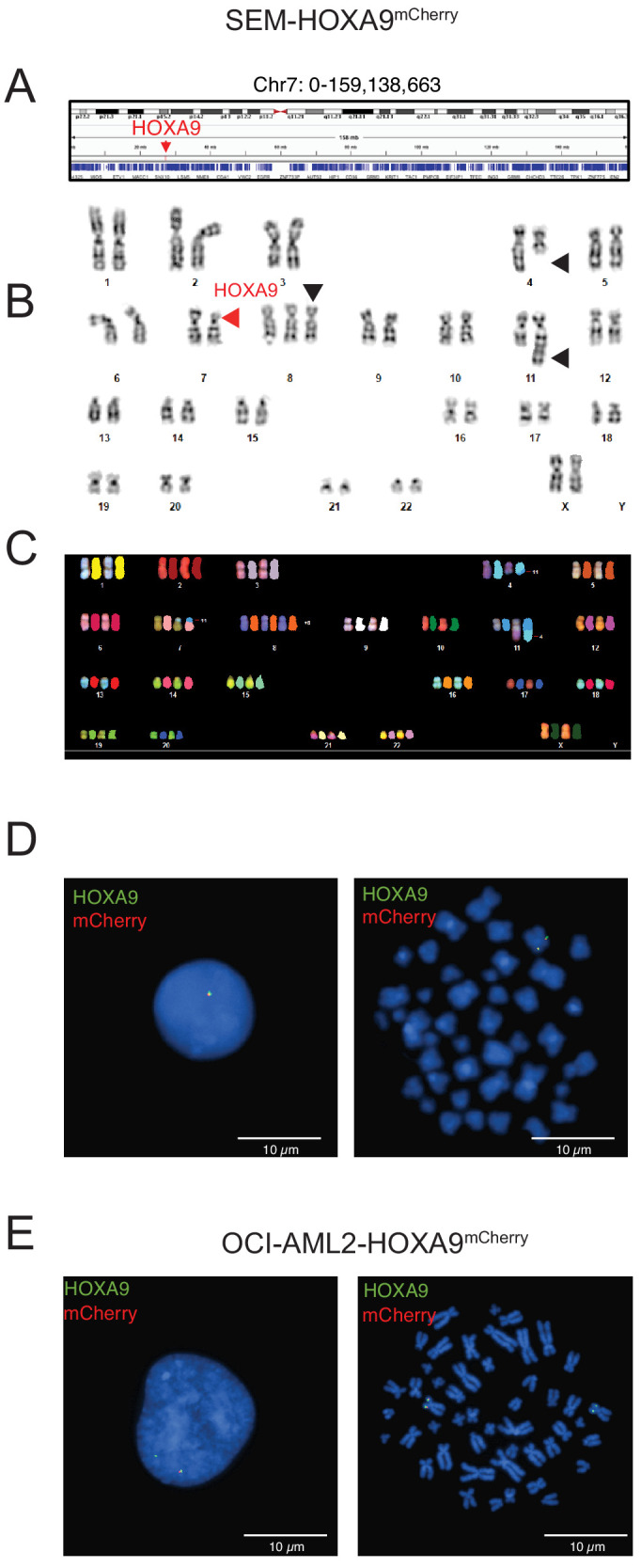 Figure 1—figure supplement 2.