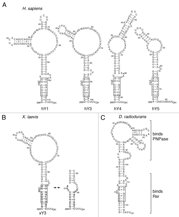 graphic file with name rna-10-1602-g1.jpg