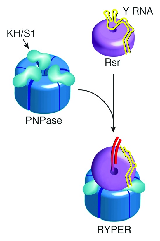 graphic file with name rna-10-1602-g5.jpg