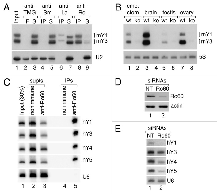 graphic file with name rna-10-1602-g2.jpg