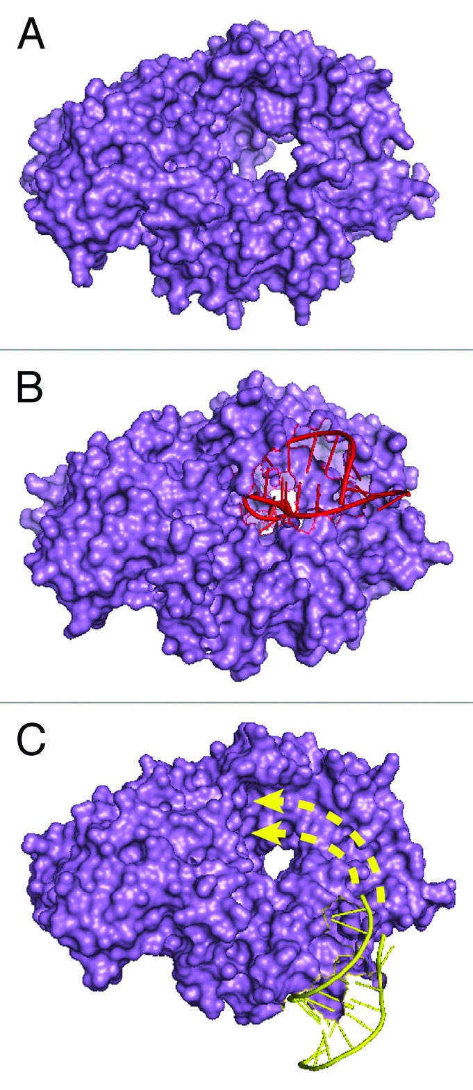 graphic file with name rna-10-1602-g3.jpg