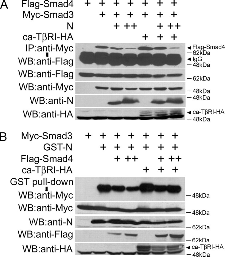 FIGURE 4