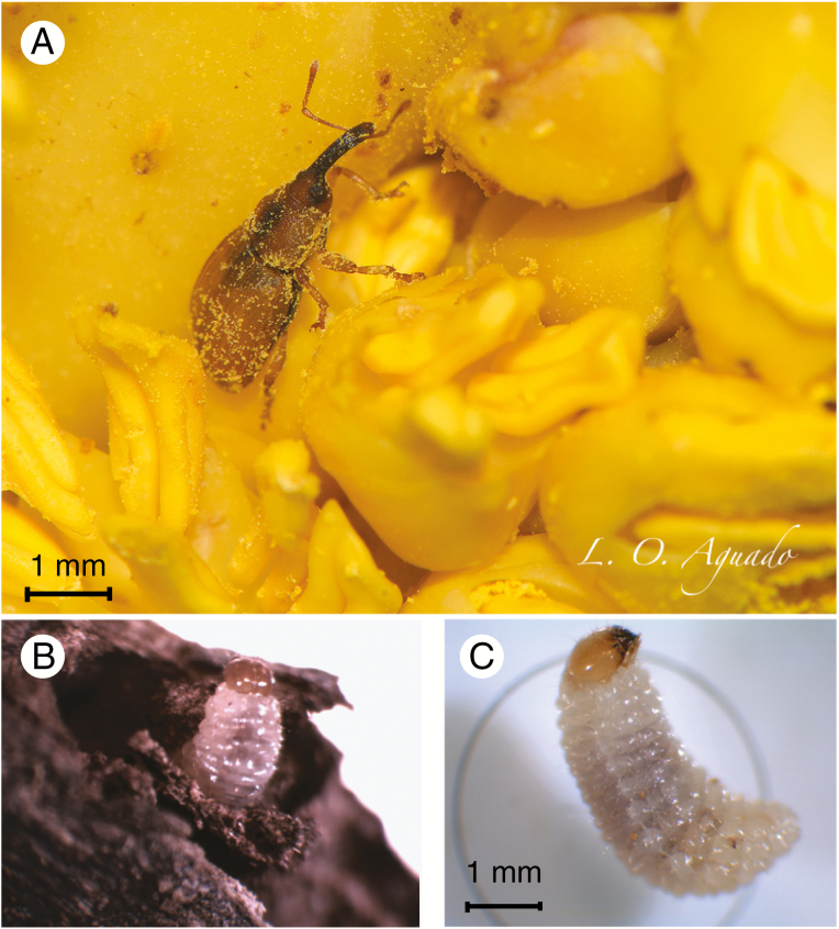 Fig. 1.