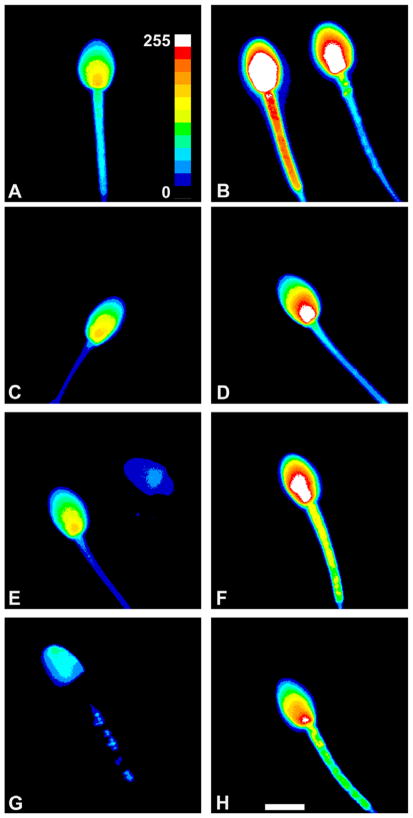 Fig. 7