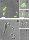 Fig. S3.