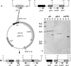FIG. 1