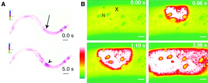 Figure 11.