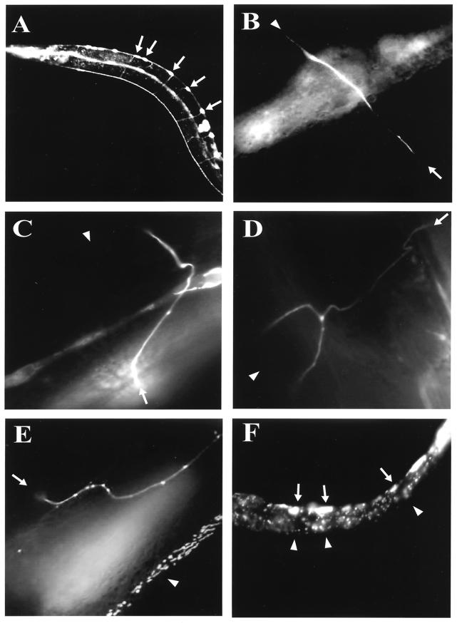 FIG.7.