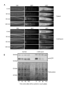 Figure 1. <b>Validation of a chromosome II single-copy <i>eft-3p::TIR1::F2A::BFP::AID*::NLS </i>transgene</b>