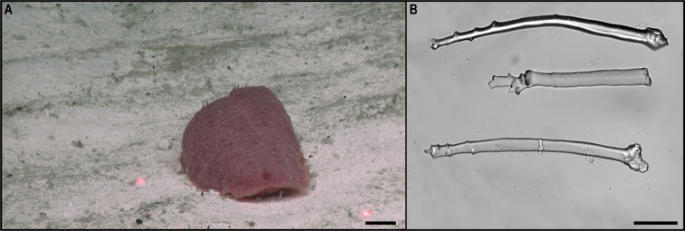 Figure 37.