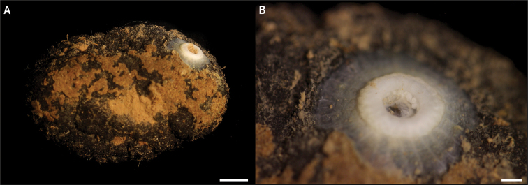 Figure 12.