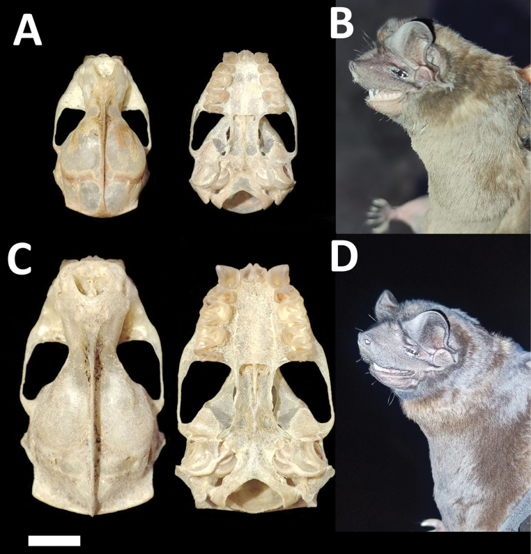 Figure 11.