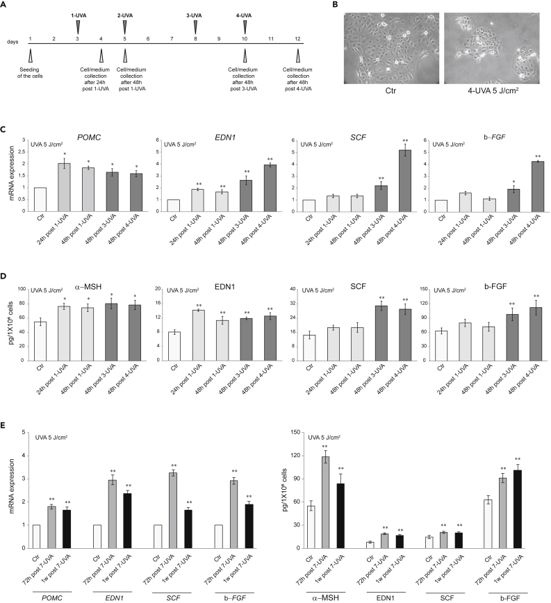 Figure 1