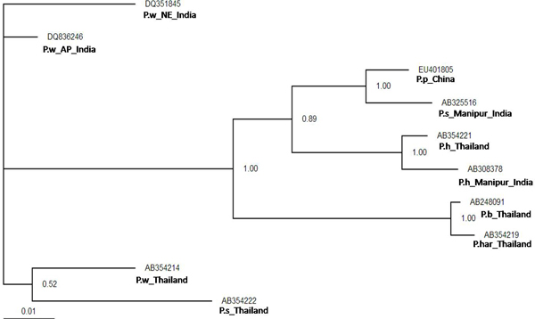 Figure 5