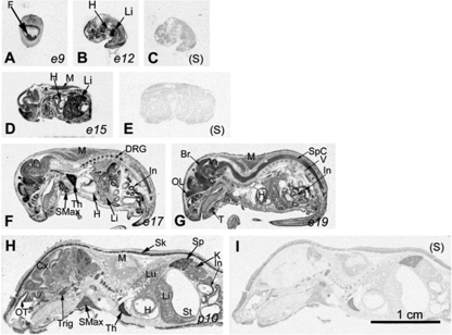 FIGURE 1.