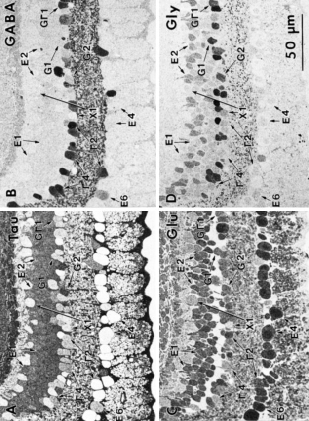 Fig. 12.