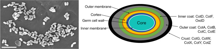 FIG 1