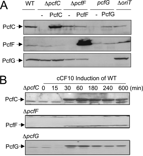 FIG. 2.