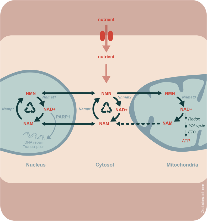 Figure 2