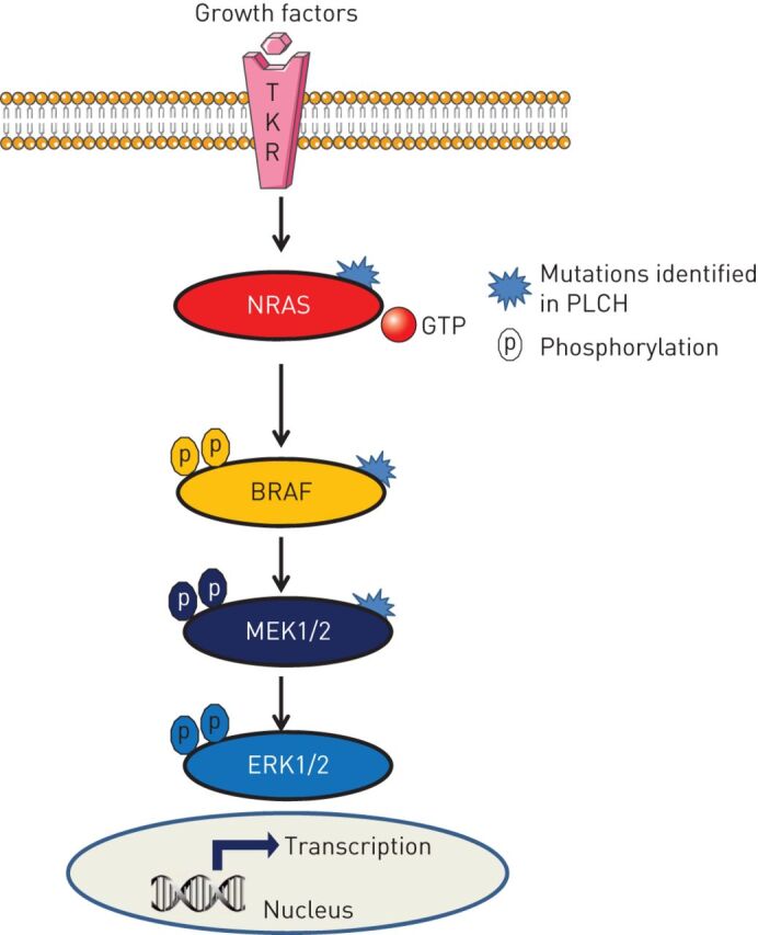 FIGURE 5