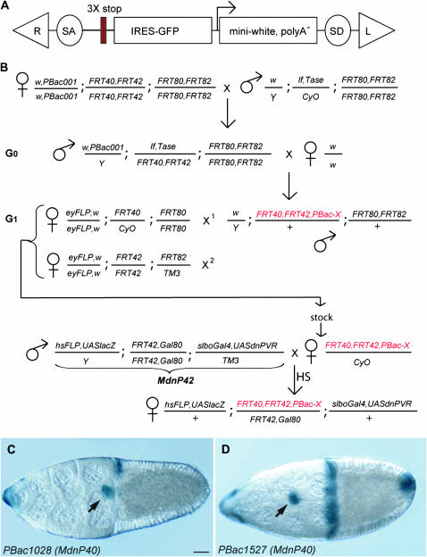 Figure 1.—