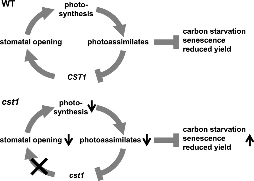 Figure 7.