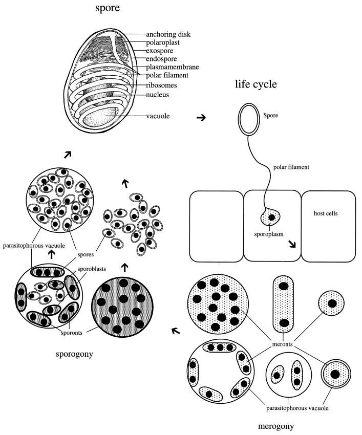 FIG. 1