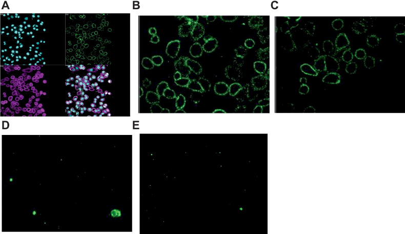 Figure 1. High content imaging showing anti-MMAE mAb staining after incubation of MDA-MB-468 cells with test agent (each at 1 μmol/L) n = 4–8; A, Composite showing nuclei stained with DAPI (Cyan), membrane marker (purple) anti-MMAE mAb (green); B, with 1 μmol/L Nectin-4 ADC; C, with 1 μmol/L BT8009; D, with 1 μmol/L MMAE; E, with non-binding BTC (BCY8781).