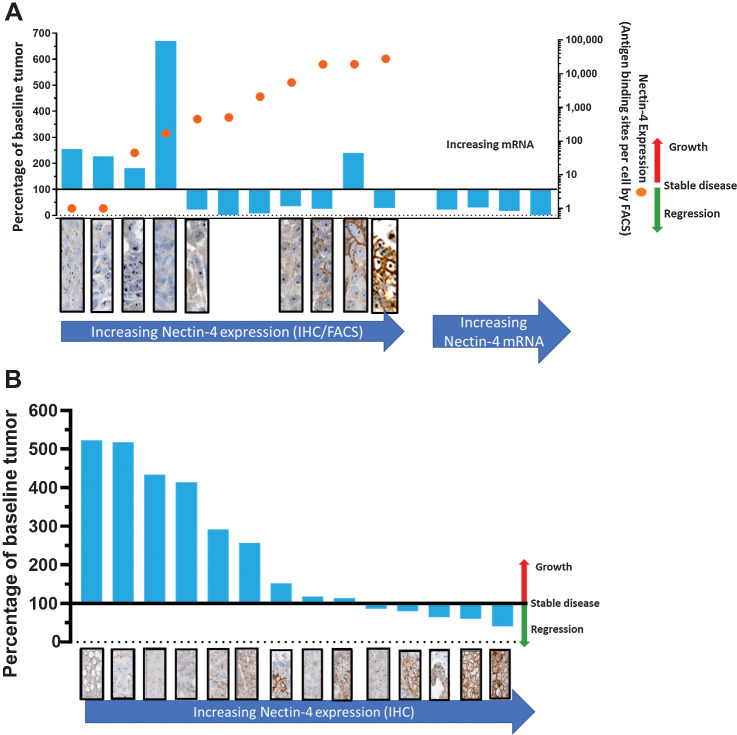 Figure 4. Relationship between BT8009 antitumor activity and target expression in CDX and PDX models; A, The percentage of change from initial tumor volume (blue columns–values above 100% indicate tumor growth, below 100% indicate tumor regression) and Nectin-4 expression assessed by FACS (orange circles, indicating antigen-binding sites per cell). FACS and IHC data are not available for 4 PDX models on right of A. IHC for Nectin-4 (stained brown) is shown in panels below the cell type; B, The percentage of change from initial tumor volume and Nectin-4 expression, assessed by IHC, in 14 NSCLC PDX models. Animals were dosed with 3 mg/kg BT8009, qw, in all studies.