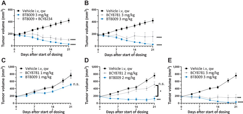 Figure 5. A, In the MDA-MB-468 xenograft BT8009 was dosed alone or in combination with an excess of unconjugated bicycle, BCY8234, antitumor activity was attenuated by the unconjugated peptide. BT8009 showed significant difference from vehicle from day 7 onwards, BT8009 with BCY8234 showed significant difference from vehicle from 14 days onwards. B, In the same study the non-binding BTC homologue BCY8781 failed to produce comparable effect with BT8009, with significant difference from vehicle from day 9 onwards. BT8009 versus BCY8781 were significantly different on days 18 and 21. C–E, In the LU-01–0412 PDX model, BT8009 consistently showed greater tumor regression than the non-binding homologue BCY8781 at equivalent doses. Tumor volumes are shown as mean ± standard error of the mean (n = 3–5) and statistical analysis performed with ordinary one-way ANOVA with Tukey's post hoc test for multiple comparisons n.s., non-significant; * P < 0.05; ***P < 0.001; and **** P < 0.0001.