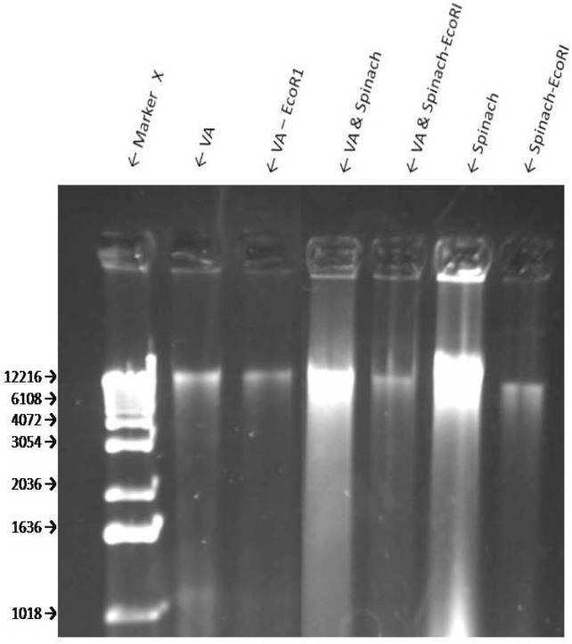 Figure 6: