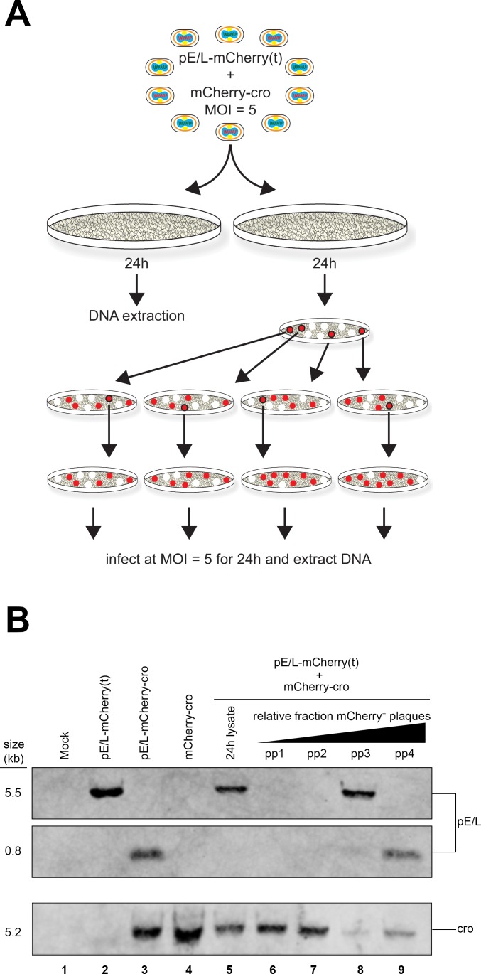 Fig 8