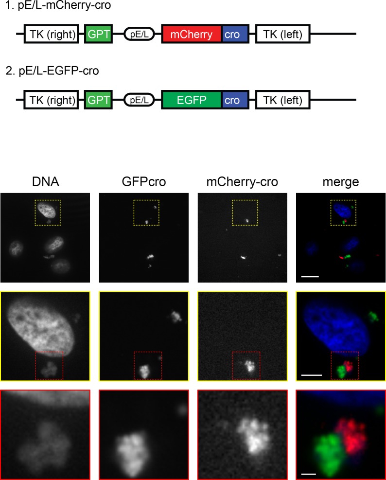 Fig 10