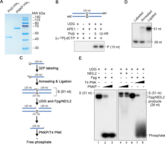 Figure 4—figure supplement 4.