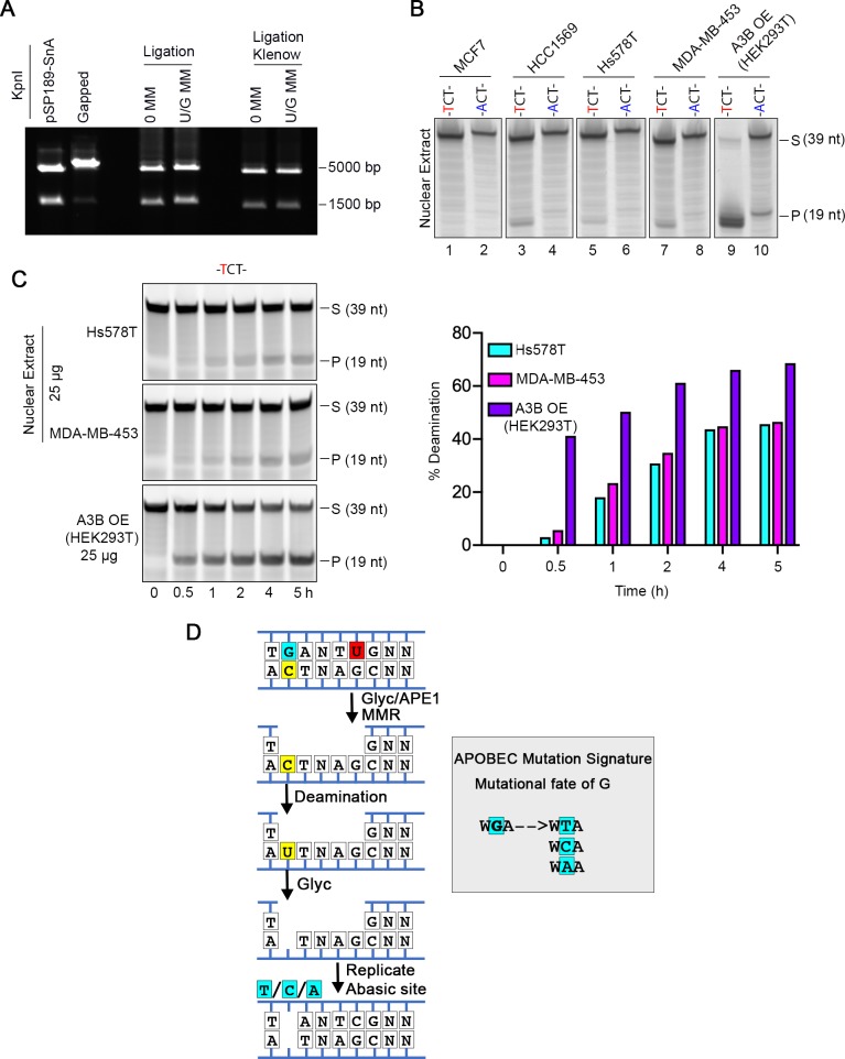 Figure 1—figure supplement 1.