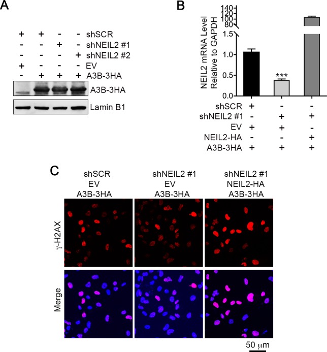 Figure 3—figure supplement 1.