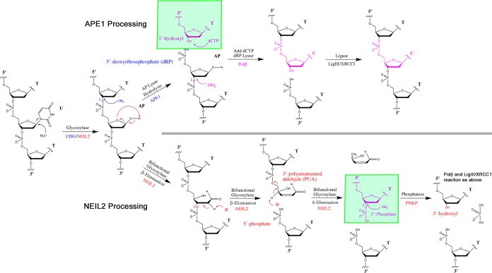 Figure 4—figure supplement 2.