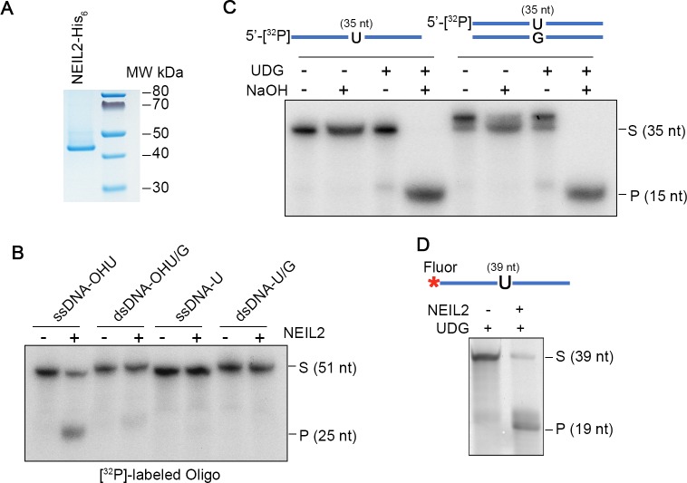 Figure 4—figure supplement 1.