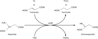 FIG. 9.