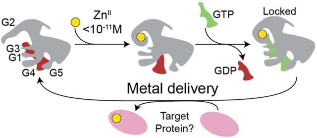 graphic file with name nihms-1036593-f0001.jpg