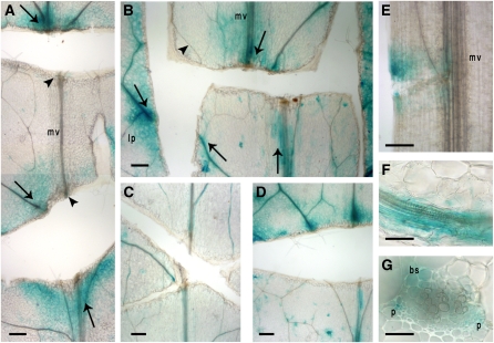 Figure 9.